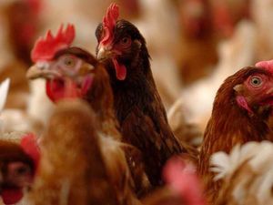Supporting image for story: Bird flu confirmed in county bordering Shropshire