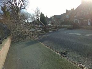 Supporting image for story: Trees crash down amid warnings of second successive stormy weekend