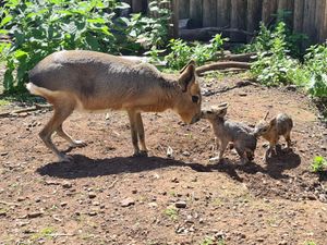 Patagonian Maras born at Telford's Exotic Zoo in the past few weeks
