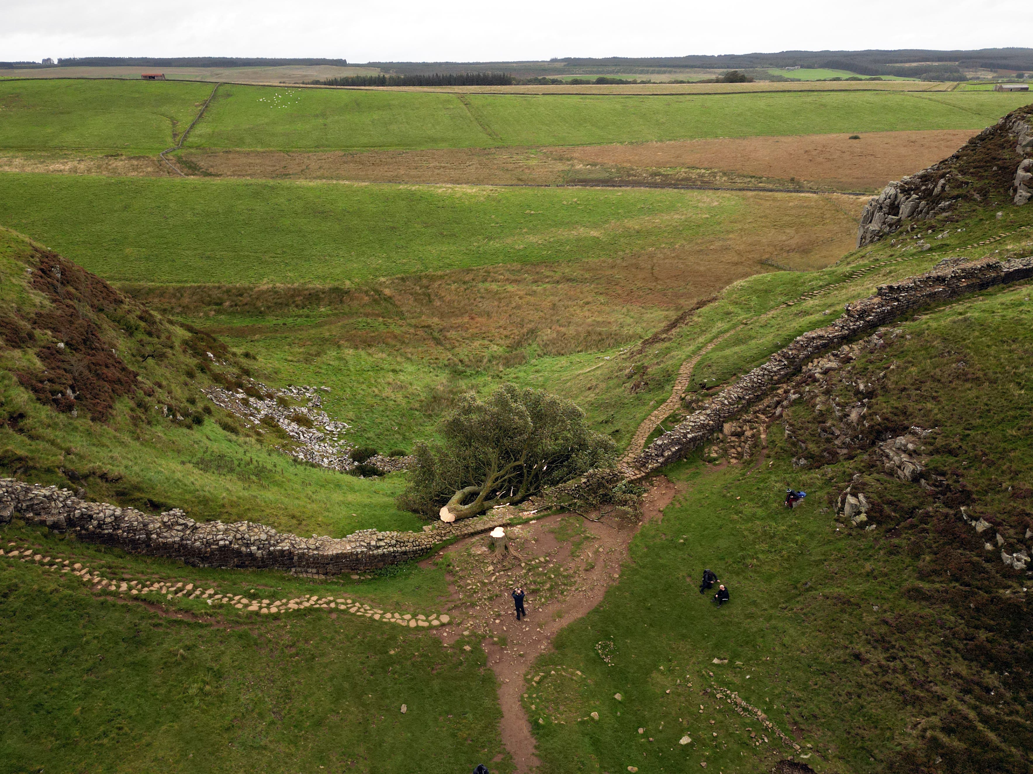 The felled Sycamore Gap tree