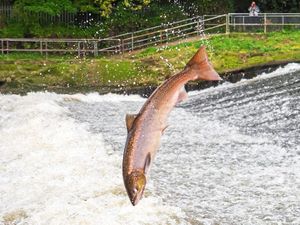 Supporting image for story: Leap of faith as salmon draw crowds at Shrewsbury weir