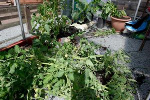 Damage caused by the vandals