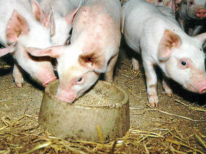 Supporting image for story: Market Drayton pig farm on way despite protests