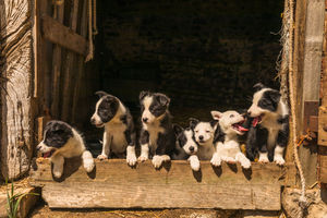 Eight border collie pups captured on camera by wildlife photographer Andrew Fusek Peters