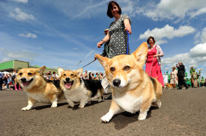 These Corgis in the pageant drew a royal smile