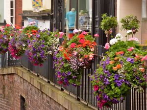 Supporting image for story: Bridgnorth's blooming good baskets renewed for another year