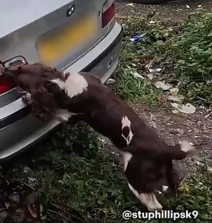 Griff in action to uncover the illegal items (Credit:  Stu Phillips K9/Wolverhampton Council)