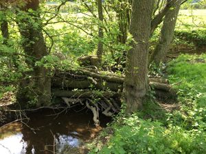 Supporting image for story: Shropshire team show how beaver-like dams could help prevent flooding in future