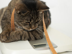 Supporting image for story: Andy Richardson: Weighing up why there’s such purring over fat cats