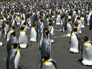 Supporting image for story: World population of king penguins under threat from climate change, say experts