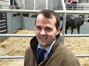 Supporting image for story: Trade is robust at Shrewsbury dairy livestock market