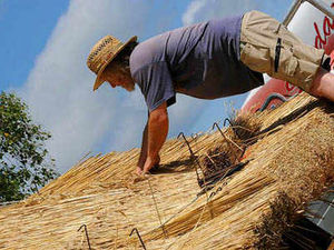Supporting image for story: Royal Welsh Show 2008 in pictures