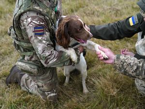Supporting image for story: More pets to be allowed in military accommodation as ministers cut red tape
