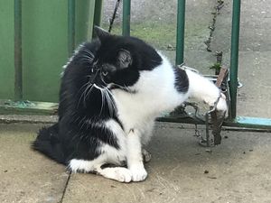 Supporting image for story: RSPCA deals with 1,500 incidents in West Midlands and Staffordshire since start of lockdown