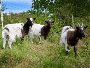 Supporting image for story: Meet Bill, Bo and Baggins at Baggeridge Country Park