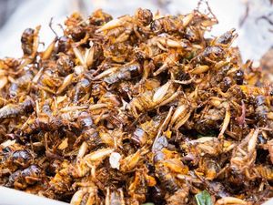 Supporting image for story: Eating crickets could be good for your gut