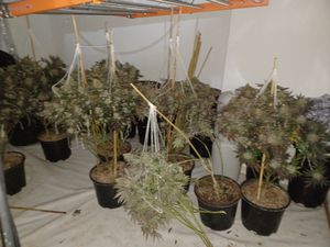 Supporting image for story: 'Significant' cannabis farm worth thousands of pounds discovered in Telford