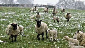Sheep in the snow near Rushbury. Photo: Peter Steggles