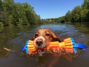 Supporting image for story: Vote for model dog Marley in top photography competition 