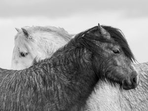 Supporting image for story: Bridgnorth vet scoops photo prize with wild horses on the Long Mynd