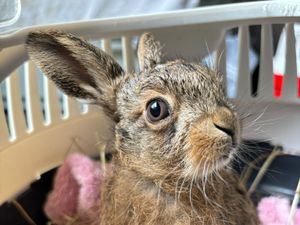 Supporting image for story: Farmer delivers ‘little miracle’ baby hare in emergency roadside Caesarean
