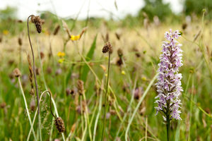 Severn Valley Country Park. Photo: Richard Stonehouse