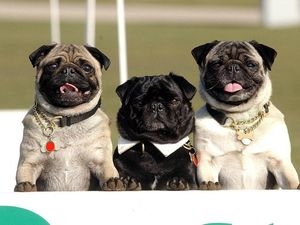 Supporting image for story: 22 mind-blowing science facts we didn’t know at the start of 2017