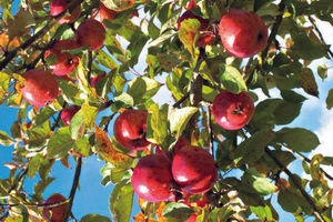 Supporting image for story: From cider to sourdough at Welsh Fermentation Festival in Mid Wales
