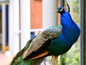 Supporting image for story: 'He will be getting an honorary degree if he stays here much longer' - Meet Pedro the university campus peacock