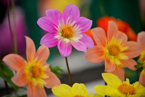 Shrewsbury Flower Show