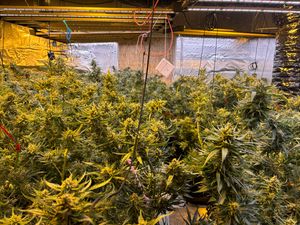 Supporting image for story: Cannabis farm worth £360,000 uncovered by police in Shifnal - three arrested