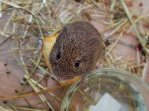 Short-tailed field vole