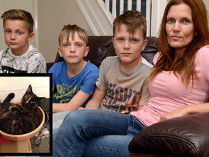 Supporting image for story: Yoda the cat put down after air gun shot