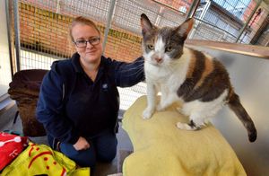 Cats are also looked after by the RSPCA. Animal care assistant Sara Szarwinski, from Wordsley, with a cat called Olive, who should be going to a new home very soon