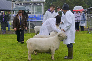 Sheep judging at the show