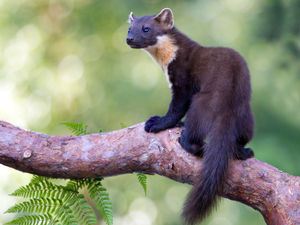 Supporting image for story: Pine martens once again spotted in Shropshire
