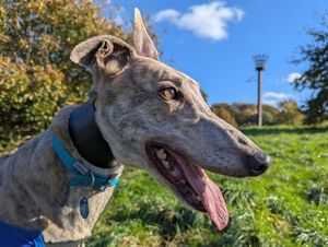Tim (Glyncross Tim)