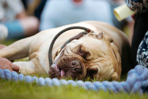 Thousands of people – and dogs – turned out for Ludlow Dog Day.