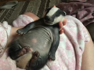 One of the badger cubs looked after by Cuan last year
