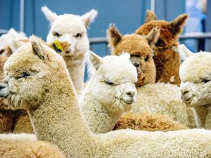 Supporting image for story: Plan to offer alpaca-rearing farm breaks near Newport