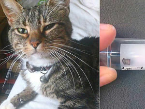 Supporting image for story: Shropshire owners angry after cat shot in the face