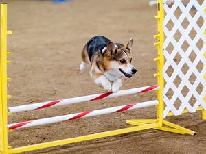Supporting image for story: Dog trainers hope for new business after 'explosion' in agility craze
