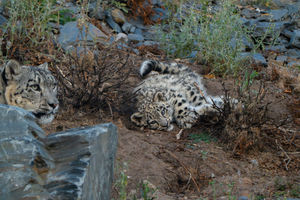 Snow leopard cub, Bheri, ventures outside for the first time at Chester Zoo.