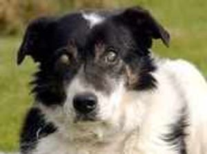 Supporting image for story: Blind collie finds new home