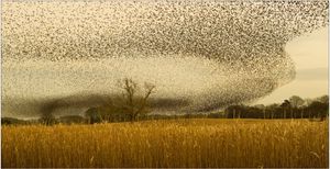 Murmeration by Brian Truslove