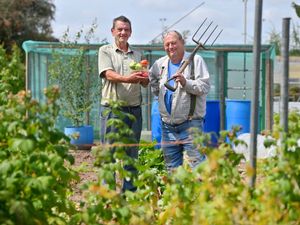 Supporting image for story: 'My allotment is a sanctuary': Green-fingered Bridgnorth tenants discuss benefits of home-grown veg and the great outdoors