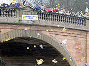 Supporting image for story: Thousands in a flap over duck race