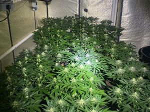 Supporting image for story: 300 cannabis plants found in separate raids across Telford with one man arrested
