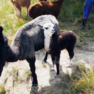 The Paca Picnics idea was sparked following easing in lockdown restrictions