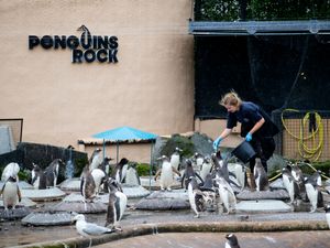 Supporting image for story: Zoos call for changes to ‘misleading’ weather apps they say can deter visitors